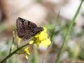 Erynnis marloyi (Kara Zıpzıp)